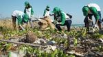 People picking up waste from a beach