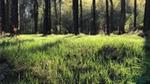 Grass grows along the bed of a forest