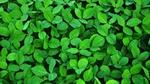 looking down at leaves