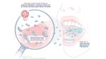 A diagram illustrating how the virus that causes Covid-19 is spread primarily through droplets of saliva.