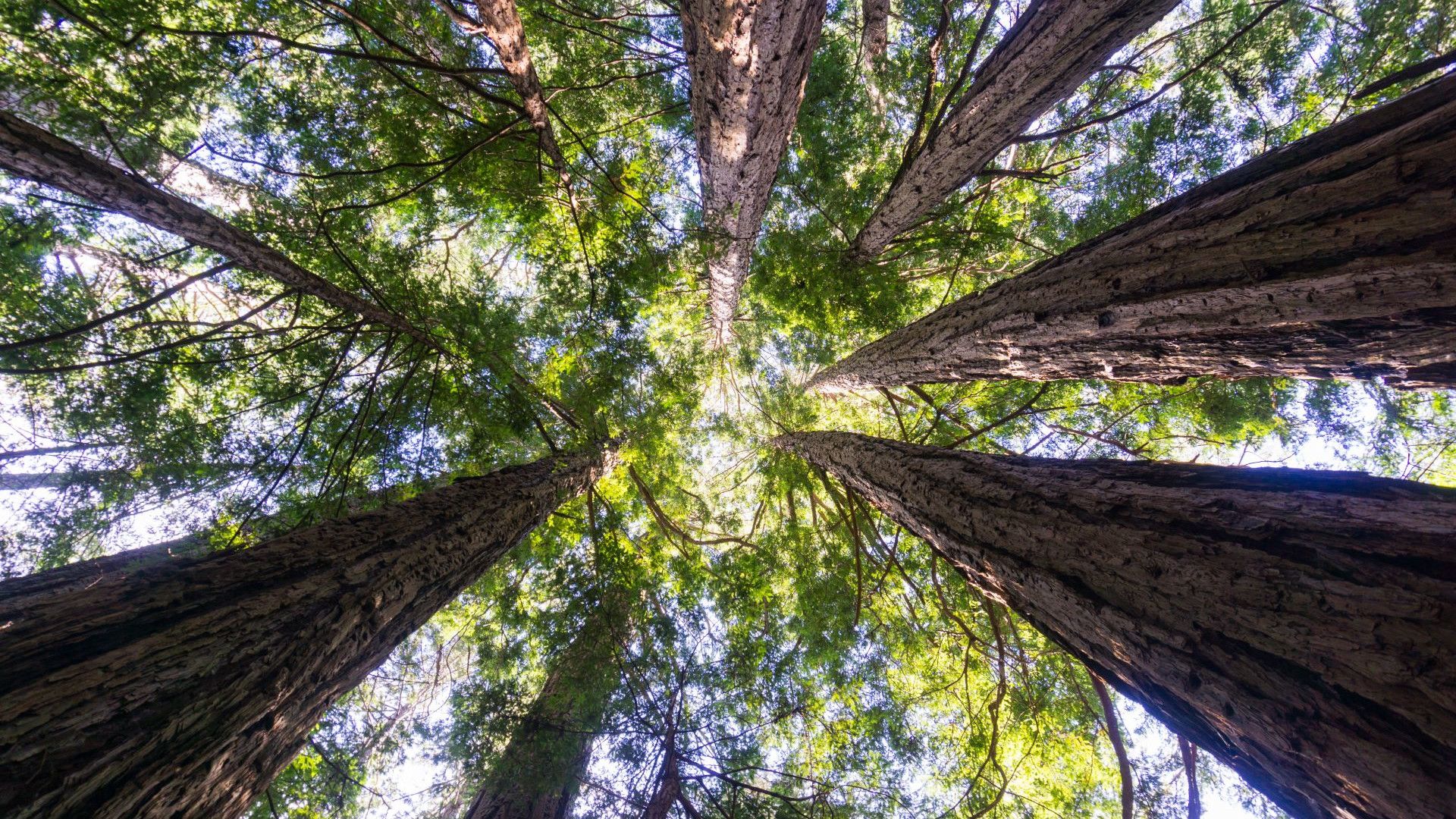 An aerial photo of a forest of green tree-tops.